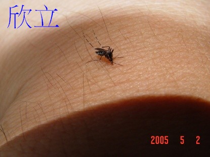 吸血中的白線斑蚊