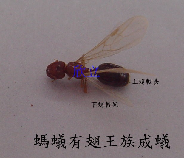 螞蟻也有有翅成以分飛生態習性