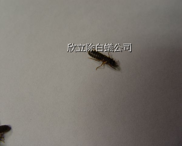 台灣白蟻(黑翅土白蟻)