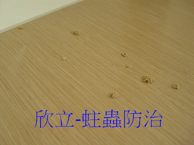 木蠹蟲將排遺堆出在木地板上